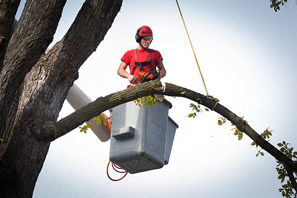 Best Tree Planting  in USA